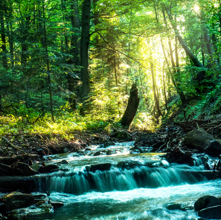 Image of water running over a rocks in a forest.